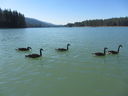 Filename=IMG_0876.JPG
Filesize=333KiB
Dimensions=2048x1536
Date added=Feb 01, 2018 IMG_0876.JPG