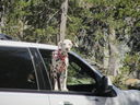 Filename=IMG_0893.JPG
Filesize=482KiB
Dimensions=2048x1536
Date added=Feb 01, 2018 IMG_0893.JPG
