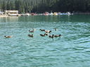 Filename=IMG_0977.JPG
Filesize=597KiB
Dimensions=2048x1536
Date added=Feb 01, 2018 IMG_0977.JPG