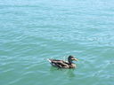 Filename=IMG_0986.JPG
Filesize=378KiB
Dimensions=2048x1536
Date added=Feb 01, 2018 IMG_0986.JPG