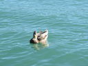 Filename=IMG_0987.JPG
Filesize=341KiB
Dimensions=2048x1536
Date added=Feb 01, 2018 IMG_0987.JPG