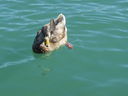 Filename=IMG_0988.JPG
Filesize=235KiB
Dimensions=2048x1536
Date added=Feb 01, 2018 IMG_0988.JPG