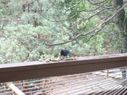 Filename=100_0438.JPG
Filesize=390KiB
Dimensions=2047x1534
Date added=Feb 01, 2018 100_0438.JPG