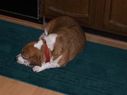 Filename=100_0447.JPG
Filesize=286KiB
Dimensions=2047x1534
Date added=Feb 01, 2018 100_0447.JPG