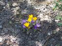 Filename=100_0070.JPG
Filesize=971KiB
Dimensions=2047x1533
Date added=Feb 01, 2018 100_0070.JPG
