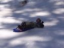 Filename=100_0812.jpg
Filesize=228KiB
Dimensions=2047x1533
Date added=Feb 01, 2018 100_0812.jpg