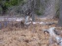 Filename=100_0831.jpg
Filesize=804KiB
Dimensions=2047x1533
Date added=Feb 01, 2018 100_0831.jpg