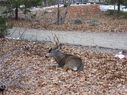 Filename=100_0832.jpg
Filesize=926KiB
Dimensions=2047x1533
Date added=Feb 01, 2018 100_0832.jpg