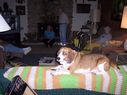 Filename=100_0835.jpg
Filesize=480KiB
Dimensions=2047x1533
Date added=Feb 01, 2018 100_0835.jpg