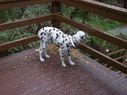 Filename=100_0520.JPG
Filesize=432KiB
Dimensions=2047x1534
Date added=Feb 01, 2018 100_0520.JPG