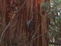 Filename=100_0535.JPG
Filesize=284KiB
Dimensions=2047x1534
Date added=Feb 01, 2018 100_0535.JPG