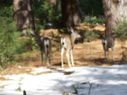 Filename=100_0547.JPG
Filesize=247KiB
Dimensions=2047x1534
Date added=Feb 01, 2018 100_0547.JPG