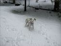 Filename=100_0571.JPG
Filesize=342KiB
Dimensions=2047x1534
Date added=Feb 01, 2018 100_0571.JPG