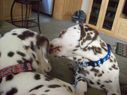 Filename=100_0635.JPG
Filesize=569KiB
Dimensions=2047x1534
Date added=Feb 01, 2018 100_0635.JPG