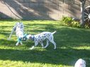 Filename=100_0638.JPG
Filesize=521KiB
Dimensions=2047x1534
Date added=Feb 01, 2018 100_0638.JPG