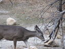 Filename=IMG_0526.JPG
Filesize=507KiB
Dimensions=2048x1536
Date added=Feb 01, 2018 IMG_0526.JPG
