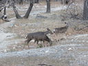 Filename=IMG_0527.JPG
Filesize=714KiB
Dimensions=2048x1536
Date added=Feb 01, 2018 IMG_0527.JPG
