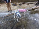 Filename=IMG_0534.JPG
Filesize=706KiB
Dimensions=2048x1536
Date added=Feb 01, 2018 IMG_0534.JPG