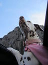 Filename=IMG_0535.JPG
Filesize=224KiB
Dimensions=1536x2048
Date added=Feb 01, 2018 IMG_0535.JPG