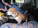 Filename=IMG_0616.JPG
Filesize=516KiB
Dimensions=2048x1536
Date added=Feb 01, 2018 IMG_0616.JPG