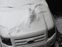 Filename=IMG_0696.JPG
Filesize=261KiB
Dimensions=2048x1536
Date added=Feb 01, 2018 IMG_0696.JPG