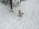 Filename=IMG_0711.JPG
Filesize=264KiB
Dimensions=2048x1536
Date added=Feb 01, 2018 IMG_0711.JPG