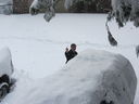 Filename=IMG_0714.JPG
Filesize=294KiB
Dimensions=2048x1536
Date added=Feb 01, 2018 IMG_0714.JPG