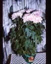 Filename=72-15.jpg
Filesize=742KiB
Dimensions=1449x1800
Date added=Jan 31, 2018 72-15.jpg