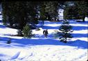 Filename=79-13.jpg
Filesize=517KiB
Dimensions=1800x1247
Date added=Jan 31, 2018 79-13.jpg