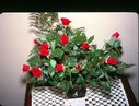 Filename=84-7.jpg
Filesize=500KiB
Dimensions=1800x1376
Date added=Feb 01, 2018 84-7.jpg