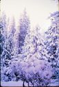 Filename=87-15.jpg
Filesize=524KiB
Dimensions=1217x1800
Date added=Feb 01, 2018 87-15.jpg