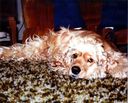 Filename=10-82.jpg
Filesize=354KiB
Dimensions=1296x1044
Date added=Feb 01, 2018 10-82.jpg