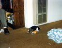 Filename=9-186.jpg
Filesize=348KiB
Dimensions=1303x1020
Date added=Feb 01, 2018 9-186.jpg