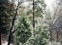 Filename=9-195.jpg
Filesize=571KiB
Dimensions=1422x1029
Date added=Feb 01, 2018 9-195.jpg