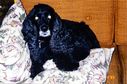 Filename=Scanned-33.jpg
Filesize=559KiB
Dimensions=1796x1188
Date added=Jul 20, 2017 Scanned-33.jpg