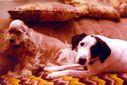 Filename=Scanned1983-03.jpg
Filesize=281KiB
Dimensions=1540x1032
Date added=Jul 20, 2017 Scanned1983-03.jpg