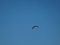 DSC01010