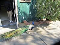 IMG 1726