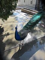 IMG 1727