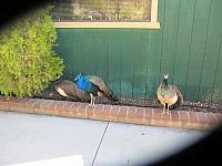 IMG 1744