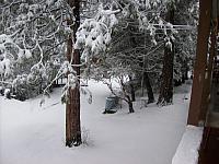 Spring 2009