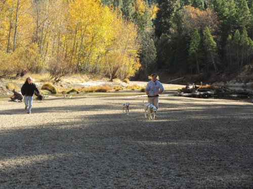 Dad and Jonny running with dogs in Yosemite