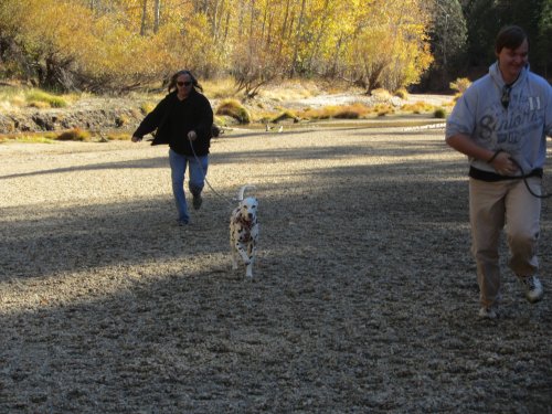 Dad and Jonny running with dogs in Yosemite