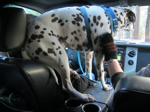 Lucky navigating