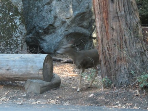 Deer by Ahwahnee