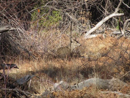 Deer in valley