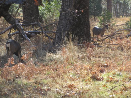 Deer in valley