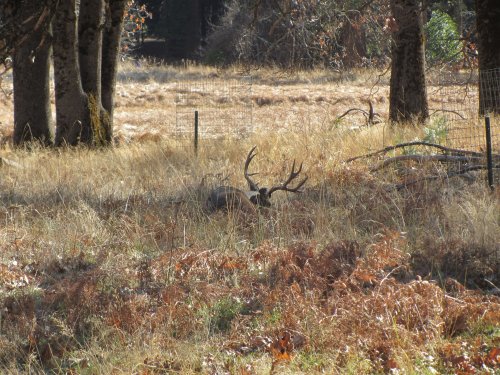 Deer in valley