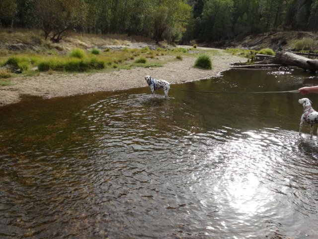 Dogs in river
