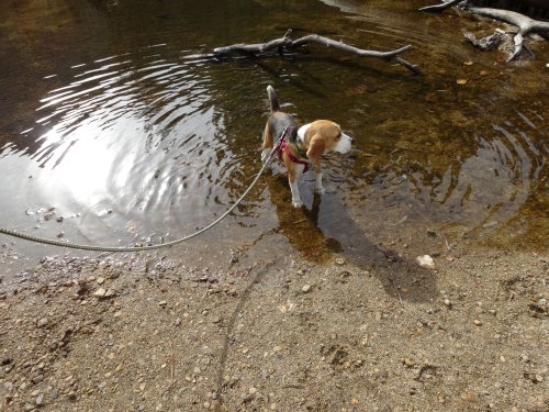 Blake in river